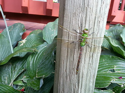 libellula, grande, insetto, verde, temi animali, animale, fauna selvatica, animali allo stato selvatico, colore verde, un animale, parte vegetale, invertebrato, avvicinamento, foglia, nessuno, giorno, natura, legno - materiale, pianta, all'aperto, vertebrato, concentrarsi sulle conoscenze acquisite, rettile, 2K, CC0, dominio pubblico, privo di copyright