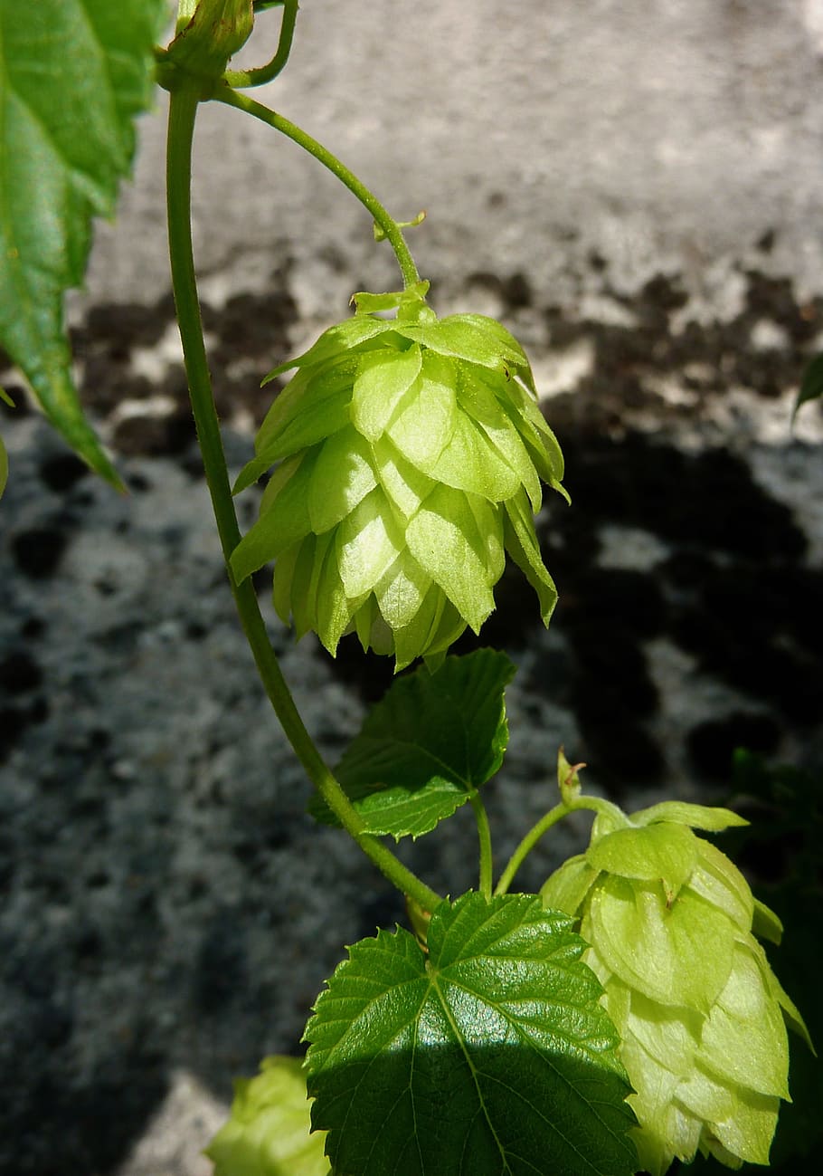 luppolo, birra, umbella, infuso, Hopfendolde, luppolo frutti, Hallertau, raccogliere, scalatore, Holledau, pianta, saltare in giardino, verde, Wildform, raccolta del luppolo, luppolo genuino, humulus lupulus, coraggio, crescita, pianta fiorita, fiore, bellezza nella natura, freschezza, avvicinamento, foglia, parte vegetale, vulnerabilità, concentrarsi sulle conoscenze acquisite, fragilità, colore verde, natura, giorno, nessuno, petalo, testa di fiore, infiorescenza, stelo vegetale, all'aperto, giardinaggio, sepalo, 2K
