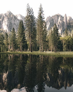 ciało, woda, tres, drzewa, oprócz, las, Góra, odbicie, drzewo, jezioro, nadal, yosemite, poranna błogość, spokój, roślina, piękno natury, spokojna scena, scenics - natura, nabrzeże, scena pozamiejska, Natura, żadnych ludzi, wzrost, dzień, idylliczny, niebo, zielony kolor, na dworze, sosna, jezioro refleksyjne, drzewo iglaste, 4K, CC0, domena publiczna, darmowe zdjęcia