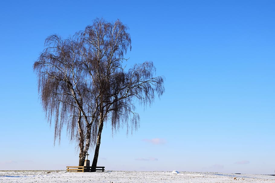 albero, inverno, invernale, Kahl, cielo, croce di bordo, croce di campo, freddo, waypoint, punto di riferimento, orizzonte, la neve, blu, cielo blu, solitario, albero nudo, all'aperto, cielo sereno, natura, pianta, bellezza nella natura, la tranquillità, scenics - natura, scena tranquilla, terra, acqua, mare, nessuno, scena non urbana, giorno, ambiente, 5K