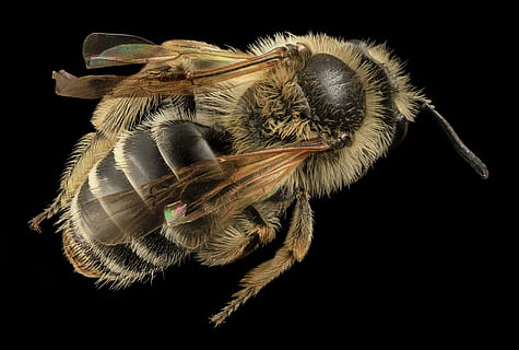 makro fotoğraf, bal arısı, böcek, makro, takılı, yaban hayatı, doğa, Andrena Nida, polen, portre, kanatlar, bacaklar, Birleşik Devletler Jeoloji Araştırmaları, bir hayvan, siyah arka plan, hayvan temaları, stüdyo çekimi, hayvan, omurgasız, hayvan yaban hayatı, kapatmak, içeriye, eklem bacaklı, insansız, vahşi hayvanlar, hayvan vücut kısmı, hayvan kanadı, zooloji, hayvan ayağı, aşırı yakın çekim, Hayvan saçı, hayvan gözü, 1080P, CC0, kamu malı, telif ücretsiz