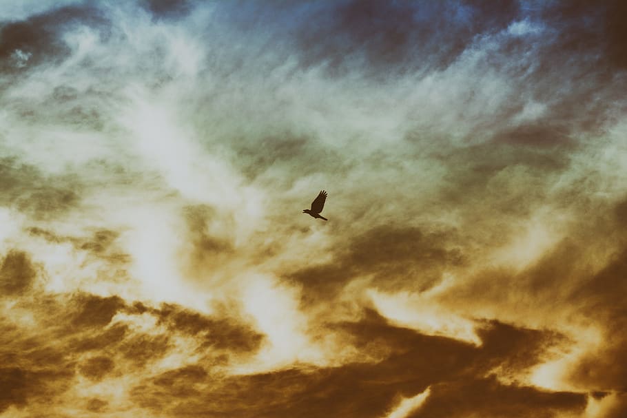 ocell, volant, ennuvolat, cel, núvols, alba, vespre, naturalesa, a l'aire lliure, silueta, sortida del sol, posta de sol, núvol - cel, vertebrats, animal, vista d’angle baix, temes d'animals, un animal, fauna animal, animals a la natura, bellesa a la natura, cap gent, a l'aire, escenics - natura, escena tranquil·la, tranquil·litat, 5K