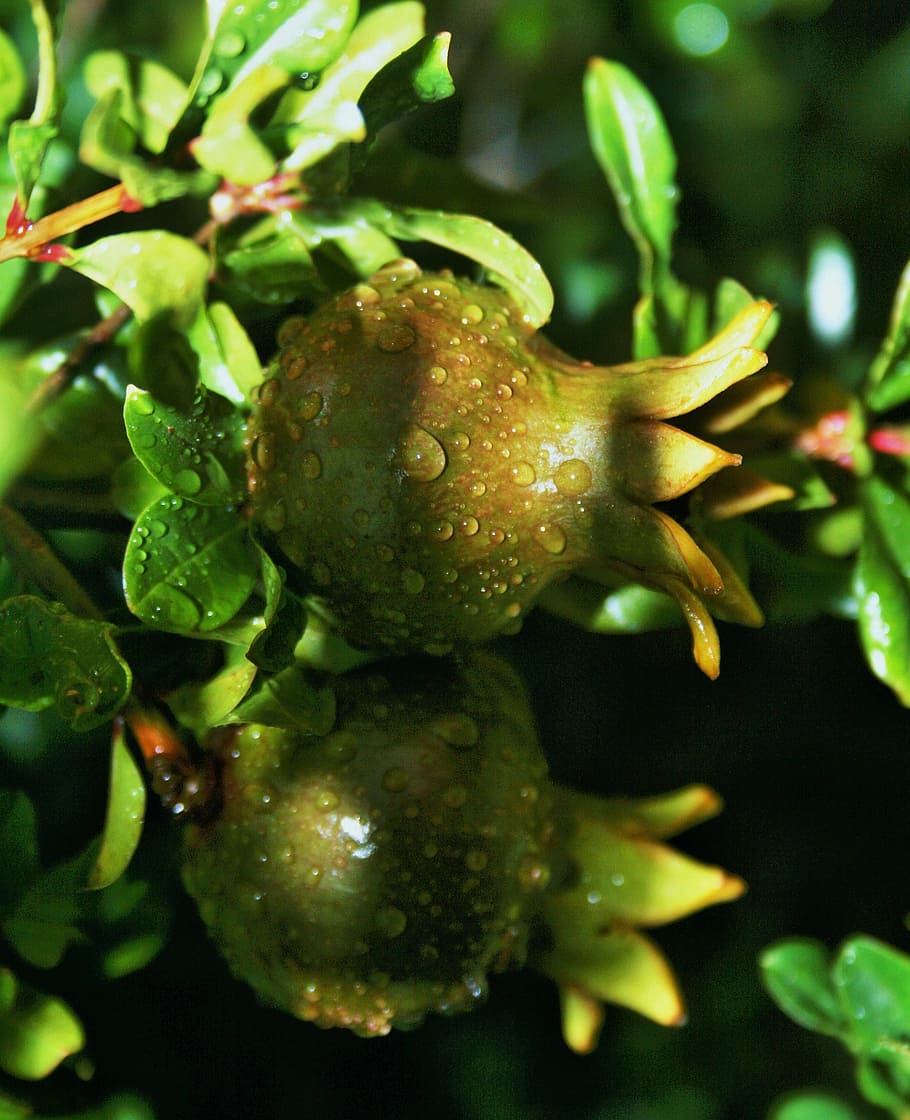 granatæble, frugt, grøn, modning, vand, dråber, regn, plante, vækst, tæt på, blad, plante del, ingen mennesker, natur, skønhed i naturen, grøn farve, friskhed, mad, fokus på forgrunden, mad og drikke, dag, sund kost, selektiv fokusering, udendørs, sårbarhed, 2K