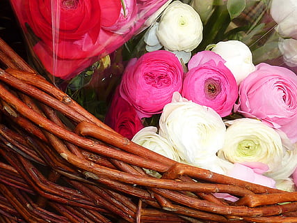 Ranunculus, ฤดูใบไม้ผลิ, ดอกไม้, ธรรมชาติ, ปลูก, ส้ม, ดอกไม้สีชมพู, สีชมพู, ความสด, ไม้ดอก, ทางเลือก, ความงามในธรรมชาติ, สำหรับขาย, ตลาด, ดอกกุหลาบ, ความบอบบาง, มุมมองมุมสูง, ความอ่อนแอ, ใกล้ชิด, ความอุดมสมบูรณ์, การเปลี่ยนแปลง, ไม่มีคน, กลุ่มวัตถุขนาดใหญ่, ช่อดอก, จัดดอกไม้, ช่อดอกไม้, หัวดอกไม้, ความนุ่มนวล, 1080P, CC0, โดเมนสาธารณะ, ค่าลิขสิทธิ์ฟรี