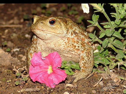 broască, lingău, creatură, amfibiu, animal, broasca iazului, animale tematice, un animal, animale vertebrate, animale în sălbăticie, a închide, animale sălbatice, şopârlă, nici o persoana, plantă, natură, târâtoare, zi, să se concentreze asupra primelor elemente, floare, teren, planta cu flori, parte a plantelor, frunze, în aer liber, cap de animal, pe scara animalelor, 2K, CC0, domeniu public, fără drepturi de autor