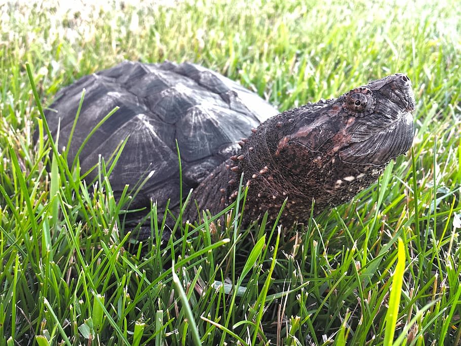 tortuga, parany, chelydra, trencar, serpentina, rèptil, aquàtics, shell, fauna, a l'aire lliure, salvatge, mascota, animal, naturalesa, comú, instantània, un animal, herba, animals a la natura, fauna animal, cap gent, planta, temes d'animals, vertebrats, color verd, dia, ocell, camp, color negre, terra, creixement, primer pla, vista lateral, 4K