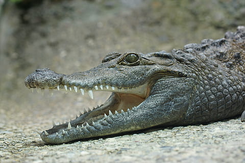 alligator, æglæggende, beige, jord, krokodille, tand, firben, krybdyr, dyreliv, dyr, dyre temaer, dyr i naturen, et dyr, skilt, hvirveldyr, dyre tænder, meddelelse, dyr kropsdel, advarselsskilt, vand, ingen mennesker, mund, munden åben, tæt på, natur, dyr hoved, udendørs, dyre mund, profilvisning, aggression, ildevarslende, 5K, CC0, offentligt domæne, royaltyfrie