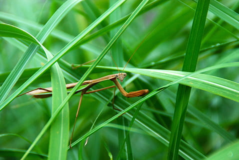 belalang, serangga, predator, hijau, bug, hewan, alam, makro, liar, margasatwa, invertebrata, jenis, karnivor, makhluk, warna hijau, bagian tanaman, daun, menanam, satwa liar hewan, tema binatang, binatang di alam liar, merapatkan, tidak ada orang, satu binatang, rumput, hari, pertumbuhan, di luar rumah, iklim tropis, keindahan di alam, bilah rumput, 4K, CC0, domain publik, bebas royalti