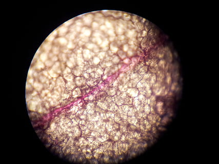 microscope, structure cellulaire, science, orchidée, phalaenopsis, fleur, structure cellulaire végétale, fermer, grossissement, personne, la nature, fond noir, éducation, Forme géométrique, cercle, la biologie, recherche, beauté dans la nature, à l'intérieur, instrument optique, santé et médecine, super gros-plan, équipement de laboratoire, astronomie, bijoux, 2K, CC0, domaine public, libre de droits