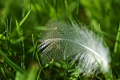 derinlik fotoğrafçılığı, beyaz, tüy, yeşil, bitkiler, aşağı, kuş tüyü, kuş, tüyler, yelkovan, tüy sapı, diken, afterfeather, içi boş mil, Hint kamışı, yumuşak, kabarık, kırılgan, makro, kapatmak, bitki, hayvan temaları, yeşil renk, hayvan, doğa, hayvan yaban hayatı, insansız, bir hayvan, seçici odak, gün, bitki bölümü, vahşi hayvanlar, Yaprak, kırılganlık, Güvenlik açığı, hafif, doğada güzellik, açık havada, yumuşaklık, 5K, CC0, kamu malı, telif ücretsiz