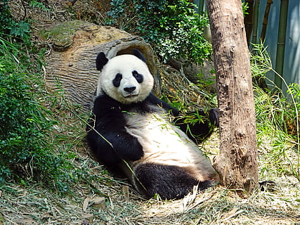 siyah, beyaz, panda, nesli tükenmekte, nadir, korumalı, bambu, Ulusal hazine, hayvanat bahçesi, yaban hayatı, koruma, jia jia, şube, doğa, hayvan temaları, hayvan, bitki, memeli, panda - hayvan, hayvan yaban hayatı, bir hayvan, vahşi hayvanlar, omurgalı, ağaç, gün, dev panda, insansız, gevşeme, arazi, oturma, çimen, açık havada, bambu - bitki, otçul, 4K, CC0, kamu malı, telif ücretsiz