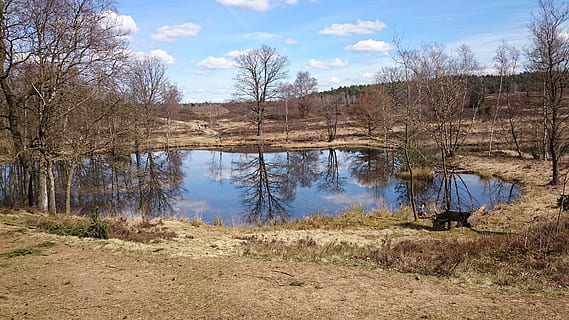 Spring, Lake, Mirroring, spring, lake, nature, landscape, tree, water, scenics, river, outdoors, sky, landscapes, grass, day, plant, tranquil scene, tranquility, cloud - sky, scenics - nature, non-urban scene, beauty in nature, land, environment, no people, bare tree, remote, swamp, 4K, CC0, public domain, royalty free