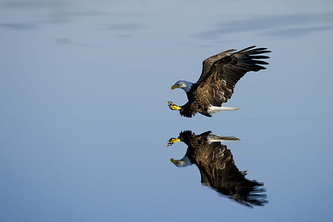 Amerika, botak, burung rajawali, tubuh, air, tenang, refleksi, burung, sayap, bulu, penerbangan, cakar, terbang, menyelam, predator, bulu burung, paruh bengkok, menukik, hewan, tema binatang, satwa liar hewan, binatang di alam liar, bertulang belakang, merentangkan sayap, burung pemangsa, Elang botak, tidak ada orang, alam, satu binatang, hari, di udara, elang - burung, langit, di luar rumah, 2K, CC0, domain publik, bebas royalti