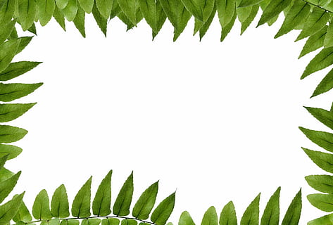 foglie verdi, foglia, verde, polypody, telaio, cornice, ornamento, pulito, supporto, albero, spazio, natura, costruzione, lo sfondo, felce, fogliame, pianta, la delicatezza, macro, nitidezza, bagnato, sfumature di verde, struttura, colore verde, sfondi, parte vegetale, crescita, bellezza nella natura, nessuno, avvicinamento, modello, giorno, girato in studio, sfondo bianco, cielo sereno, copia spazio, all'aperto, foglia di palma, cielo, Palma, le foglie, 2K, CC0, dominio pubblico, privo di copyright