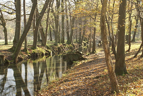 runo, las, rzeka, spadek, drzewo, roślina, spokój, wylądować, bagażnik samochodowy, pnia drzewa, piękno natury, Natura, spokojna scena, wzrost, światło słoneczne, lesisty teren, żadnych ludzi, dzień, scenics - natura, jesień, scena pozamiejska, woda, zmiana, na dworze, 4K, CC0, domena publiczna, darmowe zdjęcia