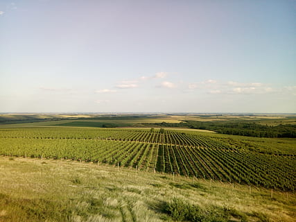 paisaje, nube, verano, verde, cielo, azul, paisaje rural, luces, sombra, paisajes, colina, agradable, campo, ambiente, tierra, paisajes - naturaleza, escena tranquila, agricultura, escena rural, belleza en la naturaleza, tranquilidad, crecimiento, granja, naturaleza, planta, idílico, día, nube - cielo, nadie, viñedo, al aire libre, plantación, 4K, CC0, dominio público, libre de derechos