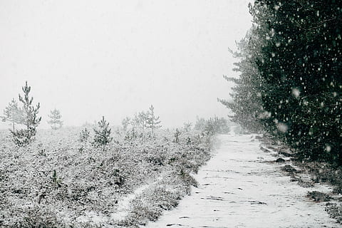 alberi innevati, alberi, freddo, grigio, la neve, bianca, inverno, natura, freddo - temperatura, albero, brina, congelato, paesaggio, tempo metereologico, stagione, ghiaccio, all'aperto, foresta, nevicando, scena non urbana, Paesaggi, nessuno, temperatura fredda, pianta, la strada davanti, direzione, bellezza nella natura, strada, la tranquillità, sentiero, cielo, scenics - natura, mezzi di trasporto, giorno, scena tranquilla, terra, tempo estremo, prospettiva decrescente, albero di conifere, bufera di neve, Pino, 4K