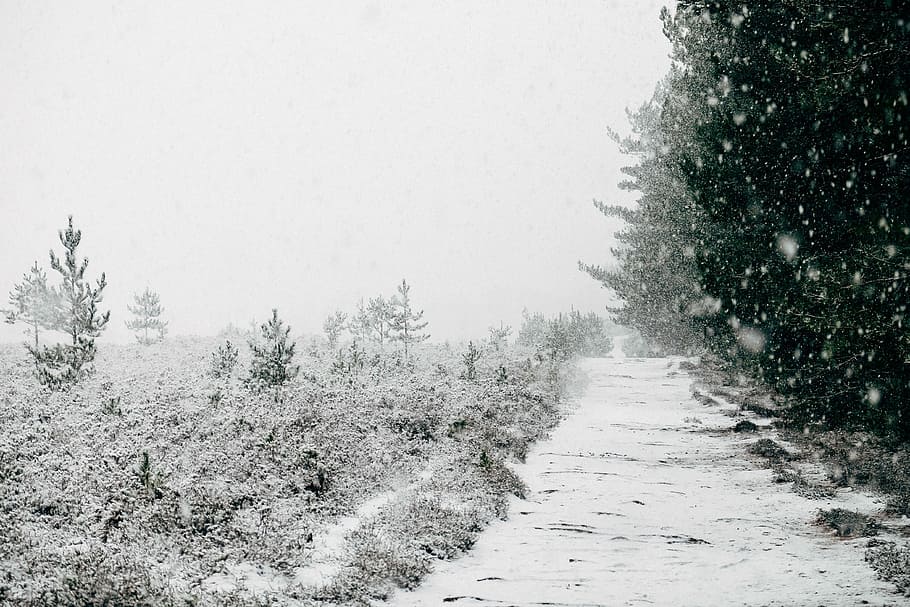 alberi innevati, alberi, freddo, grigio, la neve, bianca, inverno, natura, freddo - temperatura, albero, brina, congelato, paesaggio, tempo metereologico, stagione, ghiaccio, all'aperto, foresta, nevicando, scena non urbana, Paesaggi, nessuno, temperatura fredda, pianta, la strada davanti, direzione, bellezza nella natura, strada, la tranquillità, sentiero, cielo, scenics - natura, mezzi di trasporto, giorno, scena tranquilla, terra, tempo estremo, prospettiva decrescente, albero di conifere, bufera di neve, Pino, 4K