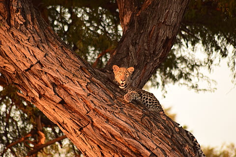 lleopard, arbre, botswana, temes d'animals, animal, tronc de l'arbre, planta, tronc, un animal, mamífer, fauna animal, cap gent, vertebrats, felí, gat, branca, centrar-se en primer pla, naturalesa, animals a la natura, rosegador, esquirol, mirant la càmera, a l'aire lliure, 5K, CC0, domini públic, lliure de regalies