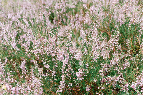 calluna vulgaris, Příroda, květ, rostlina, letní, venku, jaro, nachový, květu hlavy, krása v přírodě, detail, louka, nikdo, křehkost, levandule, kvetoucí rostlina, svěžest, růst, zranitelnost, pole, růžová barva, pozadí, přistát, botanika, měkkost, 2K, CC0, veřejná doména, bez autorských práv