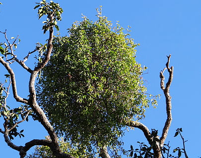 mangotræ, indien, træ, sadhankeri, organisk, landbrug, udendørs, miljø, bagagerum, blade, grene, natur, Skov, ødemark, frugt, blå, skyfri himmel, afdeling, dag, plante, himmel, vækst, lav vinkel visning, ingen mennesker, grøn farve, skønhed i naturen, sollys, ro, frugt træ, friskhed, sund kost, plante del, 4K, CC0, offentligt domæne, royaltyfrie