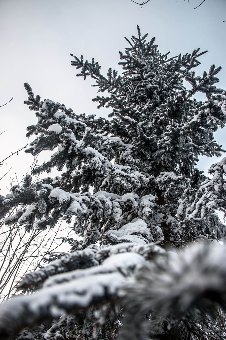 la neve, Pino, consultare, inverno, albero, temperatura fredda, natura, pianta, nessuno, crescita, giorno, messa a fuoco selettiva, bellezza nella natura, copertura, congelato, la tranquillità, cielo, Inquadratura dal basso, ramo, avvicinamento, all'aperto, albero di conifere, abete, 5K