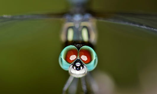 fotografierea macro, damselfly, libelulă, insectă, gândac, insectă înțepată, insectă zburatoare, macro, creatură, animal, a închide, ochi, ochi bug-uri, bug cu ochii, cap, la repaus, odihnă, biologie, entomologie, artropod, Odonata, nici o persoana, zi, în aer liber, globul ocular, apă, un animal, reflecţie, animale tematice, să se concentreze asupra primelor elemente, natură, animale sălbatice, Culoarea verde, partea corpului animalului, mancare si bautura, animale în sălbăticie, mişcare, cap de animal, concentric, ochi de animale, puritate, 4K, CC0, domeniu public, fără drepturi de autor
