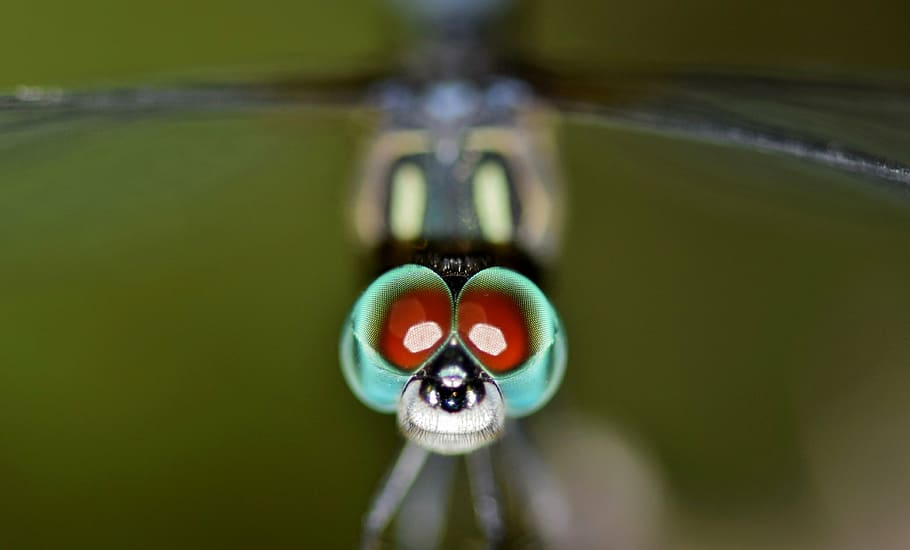 fotografia macro, senyoreta, libèl·lula, insecte, error, insecte alat, insecte volador, macro, criatura, animal, primer pla, ulls, ulls d'error, bugs d'ulls, cap, en pau, descans, biologia, entomologia, artròpode, odonata, cap gent, dia, a l'aire lliure, globus ocular, aigua, un animal, reflexió, temes d'animals, centrar-se en primer pla, ull, naturalesa, fauna animal, color verd, part del cos dels animals, menjar i beguda, animals a la natura, moviment, cap d’animals, concèntric, ull d’animals, puresa, 4K