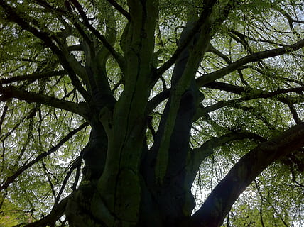 albero, natura, ceppo, foresta, vecchio albero, legna, albero verde, verde, pianta, crescita, ramo, nessuno, bellezza nella natura, tronco d'albero, tronco, Inquadratura dal basso, fotogramma intero, la tranquillità, giorno, sfondi, all'aperto, colore verde, terra, cielo, luce del sole, intrecciate, baldacchino di albero, 2K, CC0, dominio pubblico, privo di copyright