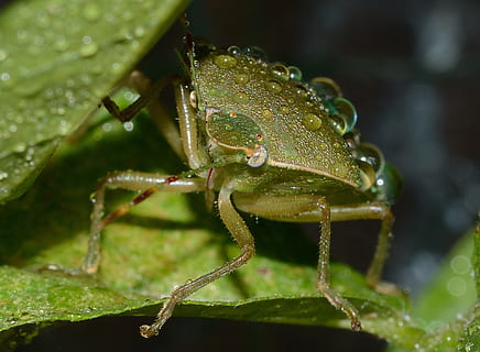 error, nezara, viridula, macro, animals a la natura, fauna animal, animal, temes d'animals, insecte, un animal, primer pla, invertebrat, color verd, part de la planta, planta, full, naturalesa, cap gent, dia, enfocament selectiu, centrar-se en primer pla, part del cos dels animals, creixement, Llagosta, a l'aire lliure, cames d’animal, ull d’animals, 1080P, CC0, domini públic, lliure de regalies