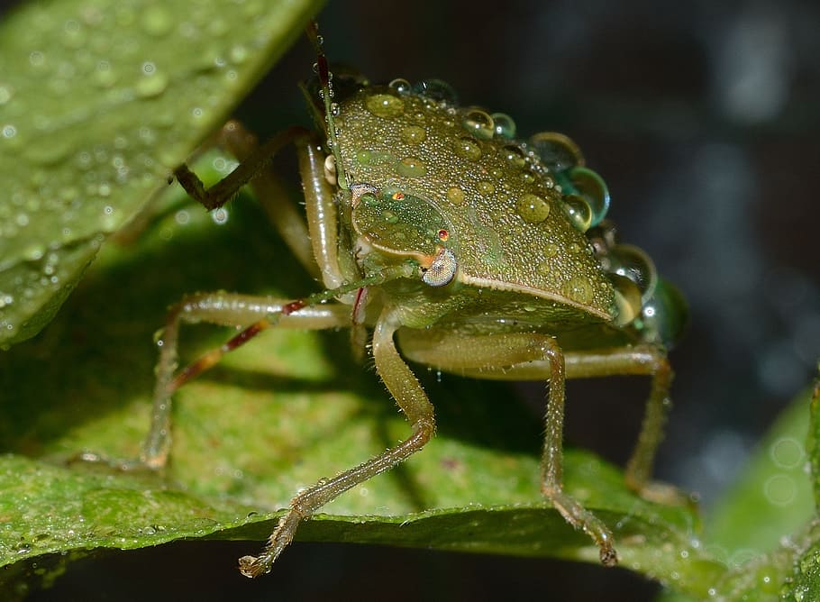 error, nezara, viridula, macro, animals a la natura, fauna animal, animal, temes d'animals, insecte, un animal, primer pla, invertebrat, color verd, part de la planta, planta, full, naturalesa, cap gent, dia, enfocament selectiu, centrar-se en primer pla, part del cos dels animals, creixement, Llagosta, a l'aire lliure, cames d’animal, ull d’animals, 1080P