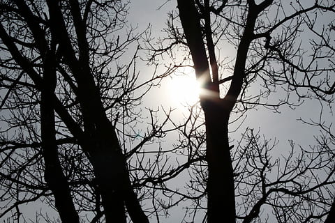 silhuetfotografi, bladløse træ, sol, træ, grene, forår, himmel, baggrund, natur, humør, landskab, silhuet, romantik, romantisk, atmosfære, baglygte, solstråle, atmosfærisk, rolige, lys, guld, gyldent lys, gylden, smuk, lys krop, skinnende, stråler, motivering, afspejling, terapi, psyke, sollys, psykologi, kunst, bare træ, afdeling, plante, lav vinkel visning, skønhed i naturen, ingen mennesker, linseflare, ro, bagagerum, træstamme, udendørs, baggrundsbelyst, dag, lyse, streaming, solflare, Stærkt oplyst, 1080P, CC0, offentligt domæne, royaltyfrie