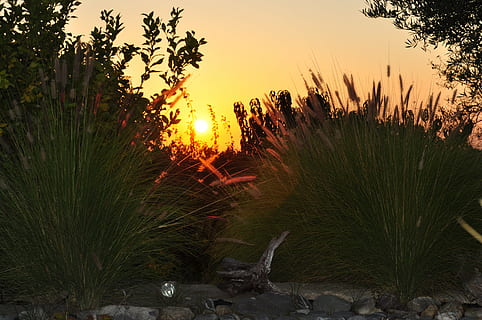 tramonto, erbe, sera, cielo, paesaggio, crepuscolo, romantico, cielo serale, ultimi bagliori, luce del sole, abendstimmung, pianta, albero, bellezza nella natura, crescita, scenics - natura, natura, la tranquillità, nessuno, scena tranquilla, colore arancione, acqua, sole, terra, all'aperto, scena non urbana, silhouette, 4K, CC0, dominio pubblico, privo di copyright