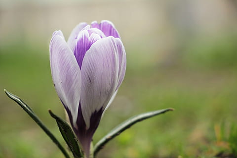 selectiv, focalizați fotografia, alb, Violet, flori de flori, şofran, floare, primăvară, floare de primavara, devreme, bühen, natură, frühlingsanfang, crocus de primăvară, trezirea primăverii, floră, începutul primăverii, violet crocus, fragilitate, petală, culoarea roz, cap de floare, frumusețe în natură, a închide, plantă, prospeţime, planta cu flori, vulnerabilitate, să se concentreze asupra primelor elemente, creştere, inflorescenţă, nici o persoana, zi, în aer liber, Focalizare moale, moliciune, 5K, CC0, domeniu public, fără drepturi de autor