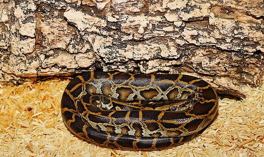 pitone burmese, ceppo, serpente, giovane animale, tigerpython scuro, modello, terrario, pitone, boa, specie, molurus di pitone, temi animali, rettile, animale, fauna selvatica, animali allo stato selvatico, vertebrato, un animale, nessuno, natura, tartaruga, avvicinamento, giorno, all'aperto, parte del corpo animale, strutturato, segni di animali, guscio di tartaruga, testa di animale, 2K, CC0, dominio pubblico, privo di copyright