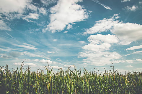 green, cornfield, cloudy, sky, green grass, field, cloud, grass, crop, plant, wheat, corn, farm, rural, countryside, agriculture, blue, sly, cloud - sky, growth, beauty in nature, land, nature, tranquility, landscape, no people, rural scene, day, scenics - nature, environment, tranquil scene, freshness, outdoors, 5K, CC0, public domain, royalty free