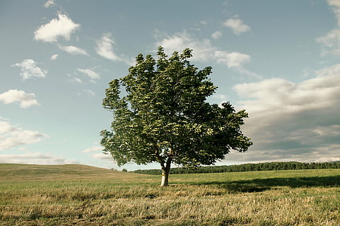 verd, fulles, arbre, mig, terra de gespa, durant el dia, vent, corona, naturalesa, paisatge, cel, lichtspiel, planta, camp, núvol - cel, terra, bellesa a la natura, medi ambient, herba, tranquil·litat, escena tranquil·la, creixement, dia, escenics - natura, color verd, arbre únic, escena no urbana, cap gent, a l'aire lliure, aïllat, 2K, CC0, domini públic, lliure de regalies
