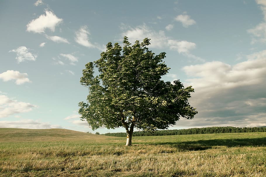 verd, fulles, arbre, mig, terra de gespa, durant el dia, vent, corona, naturalesa, paisatge, cel, lichtspiel, planta, camp, núvol - cel, terra, bellesa a la natura, medi ambient, herba, tranquil·litat, escena tranquil·la, creixement, dia, escenics - natura, color verd, arbre únic, escena no urbana, cap gent, a l'aire lliure, aïllat, 2K