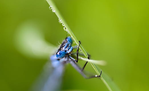 insekt, dragonfly, makro, fly, natur, bug, grønn, damselfly, vinger, dyr, vinge, blad, nærbilde, dyreliv, insekter, sommer, drage, rød, gress, fauna, hode, gul, blå, naturlig, farge, Lukk, fersk, anlegg, blomst, fargerik, lys, mønster, årstid, design, tekstur, dekorasjon, sesong, dugg-slipp, dugg, regn, regn-slipp, etter regn, dråper, skinne, dekorative, ornament, dekor, glødende, dyre temaer, ett dyr, dyr i naturen, grønn farge, virvelløse, selektiv fokusering, ingen folk, dag, fokusere på forgrunnen, zoologi, plante del, utendørs, dyrfløyen, 5K, CC0, offentlig domene, opphavsrett gratis
