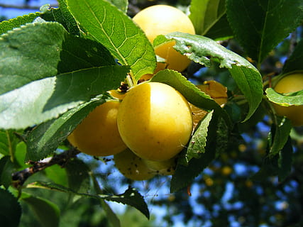 prune, prunu, roșu, rundă, dulce, galben, fruct, frunze, parte a plantelor, mancare si bautura, creştere, alimente, mâncat sănătos, plantă, copac, prospeţime, Culoarea verde, natură, pomi fructiferi, a închide, bunăstare, nici o persoana, să se concentreze asupra primelor elemente, zi, ramură, frumusețe în natură, în aer liber, copt, 2K, CC0, domeniu public, fără drepturi de autor