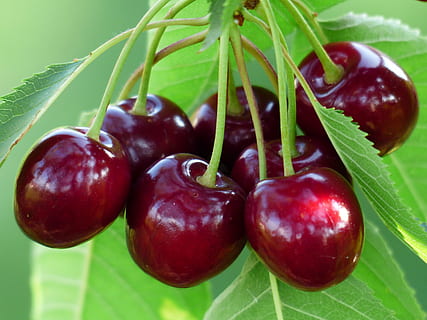 fruita vermella rodona, cirera, cirera dolça, vermell, fruita, saludable, fulles, branca, estiu, deliciós, afruitat, cirera d'ocells, bing, prunus avium, dolç, arbre, arbre fruiter, menjar, frescor, madur, naturalesa, full, orgànic, alimentació saludable, primer pla, agricultura, menjar i beguda, part de la planta, benestar, color verd, planta, cap gent, creixement, centrar-se en primer pla, dia, a l'aire lliure, 4K, CC0, domini públic, lliure de regalies
