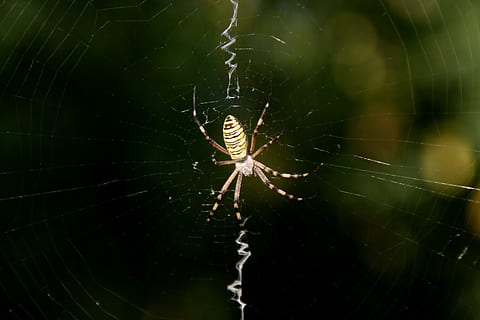 edderkop, edderkoppespind, Insecta, arachnid, dyre temaer, dyr i naturen, et dyr, hvirvelløse, skrøbelighed, dyr, dyreliv, leddyr, insekt, tæt på, web, natur, dyr kropsdel, sårbarhed, ingen mennesker, fokus på forgrunden, dag, dyr ben, udendørs, kompleksitet, koncentriske, 4K, CC0, offentligt domæne, royaltyfrie