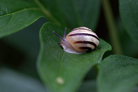 melci, casey, coroiat, ploaie, coajă, coarne, nevertebrat, parte a plantelor, animale sălbatice, un animal, animale tematice, animal, frunze, gasteropod, a închide, moluscă, animale în sălbăticie, melc, Culoarea verde, partea corpului animalului, nici o persoana, insectă, natură, plictiseală, crawling, în aer liber, 5K, CC0, domeniu public, fără drepturi de autor
