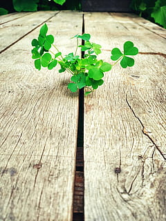tafel, flora, bloem, waarom, hout - materiaal, groene kleur, blad, geen mensen, dag, detailopname, natuur, fabriek, deel van de plant, buitenshuis, groei, plank, selectieve aandacht, getextureerde, focus op de voorgrond, boom, hek, patroon, hoge hoekmening, 2K, CC0, publiek domein, royaltyvrij