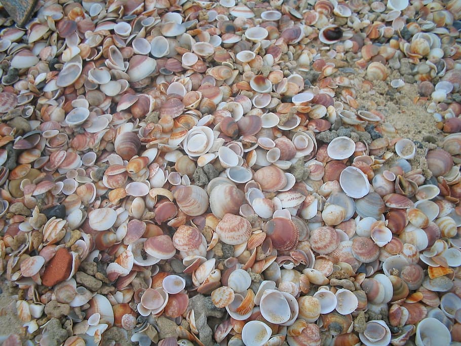 Muscheln, Textur, braun, Beige, Hintergrund, große gruppe von gegenständen, Vollbild, Hintergründe, Geschäft, keine Leute, Nahansicht, Fülle, Schale, Rock, Tag, High Angle View, Muschel, Strand, solide, Schönheit in der Natur, Natur, Wasser, Kieselstein, Stein, Tierhülle, Muster, draußen, 1080P
