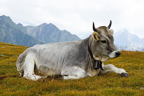 vaca, vedella, preocupacions, alpí, vaca de llet, descans, pastures, remugants, animal, bestiar, ramaderia, prat, mamífer, temes d'animals, animals domèstics, herba, nacional, mascotes, camp, planta, un animal, muntanya, terra, paisatge, naturalesa, medi ambient, relaxació, cap gent, vertebrats, escena rural, Serra, a l'aire lliure, 5K, CC0, domini públic, lliure de regalies