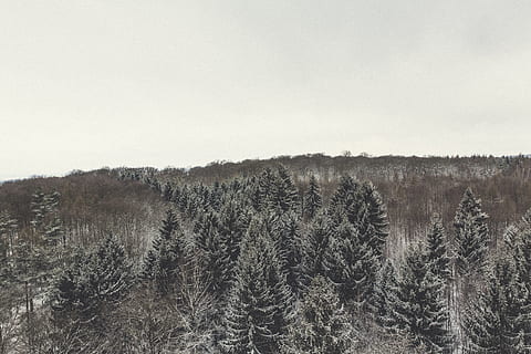 cold, snow, landscape, nature, branches, clouds, environment, forest, ze, frost, frosty, frozen, green, ground, habitat, hill, ice, icee, icy, outdoor, pine trees, sky, snowy, trees, trunks, view, winter landscape, woods, plant, tree, no people, land, scenics - nature, tranquility, winter, tranquil scene, day, cold temperature, beauty in nature, non-urban scene, growth, outdoors, woodland, coniferous tree, pine tree, pine woodland, 5K, CC0, public domain, royalty free