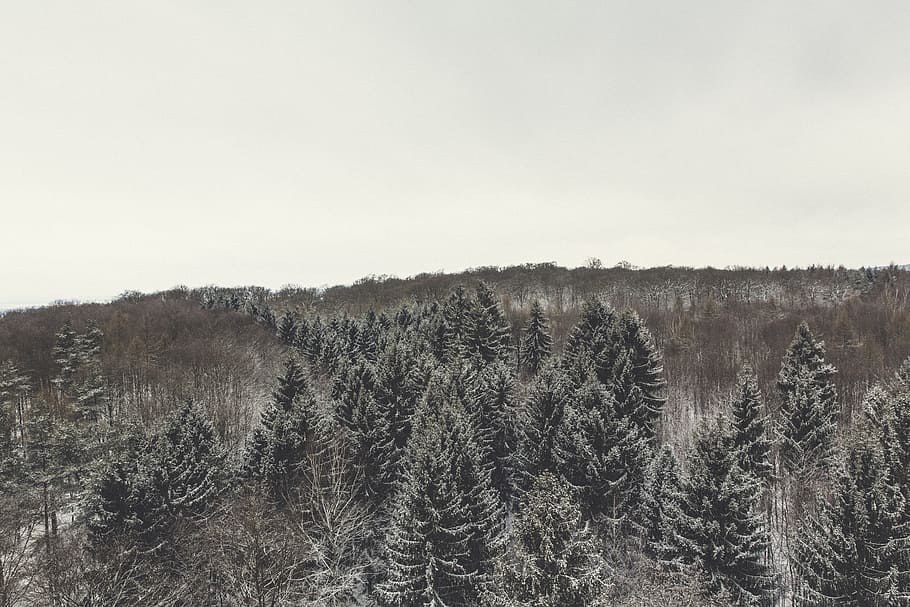 cold, snow, landscape, nature, branches, clouds, environment, forest, ze, frost, frosty, frozen, green, ground, habitat, hill, ice, icee, icy, outdoor, pine trees, sky, snowy, trees, trunks, view, winter landscape, woods, plant, tree, no people, land, scenics - nature, tranquility, winter, tranquil scene, day, cold temperature, beauty in nature, non-urban scene, growth, outdoors, woodland, coniferous tree, pine tree, pine woodland, 5K