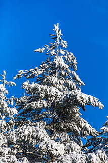 sechs, Baum, Winter, Himmel, Blau, Flachwinkelansicht, Schnee, kalte Temperatur, klarer Himmel, Natur, Schönheit in der Natur, keine Leute, Pflanze, Tag, gefroren, Ruhe, weiße Farbe, draußen, Sonnenlicht, Ast, schneebedeckter Berg, Blauer Hintergrund, Gipfel, Tannenbaum, Nadelbaum, 4K, CC0, gemeinfrei, lizenzfrei