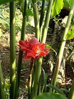 protea, flor, Proteo, planta, rojo, verde, naturaleza, hermoso, belleza, floral, floración, tropical, decoración, crecimiento, frescura, día, al aire libre, planta floreciendo, vulnerabilidad, belleza en la naturaleza, fragilidad, pétalo, inflorescencia, cabeza de flor, campo, tierra, de cerca, hoja, color verde, nadie, 1080P, CC0, dominio público, libre de derechos